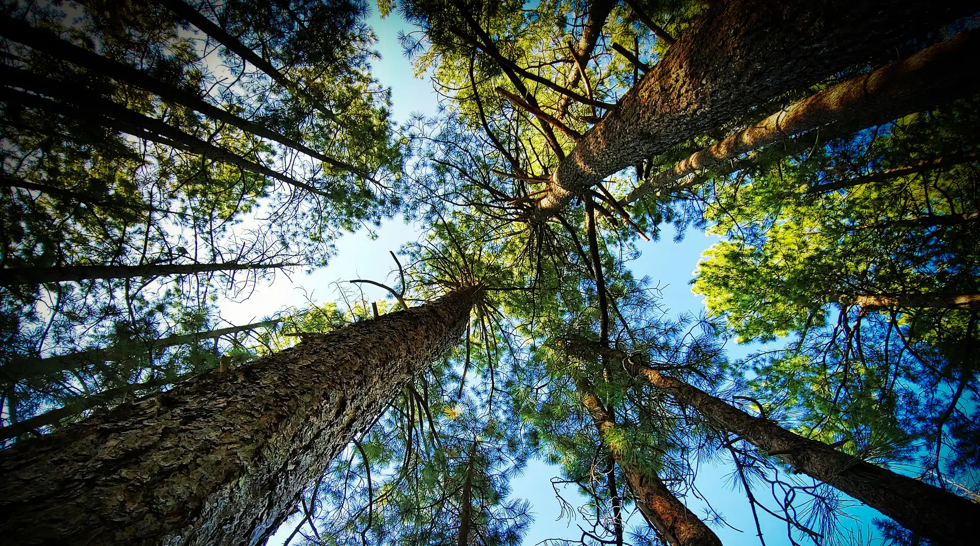 Photo d'arbres