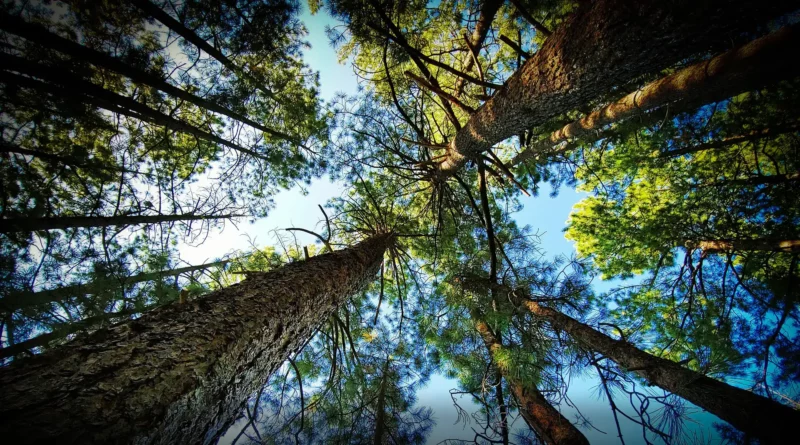 Élagage d'arbres en bretagne